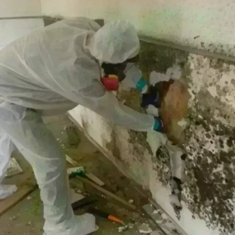 Mold Remediation and Removal in Smithfield, NC